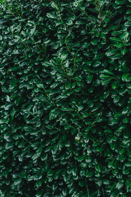 A dense hedge of dark green, glossy-leaved plants forms the backdrop of the courtyard. The foliage has a lush, well-maintained appearance, with leaves reflecting light and showing a healthy sheen. The