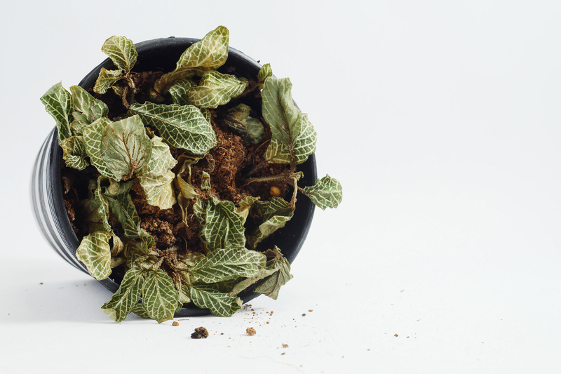 garden design patio design